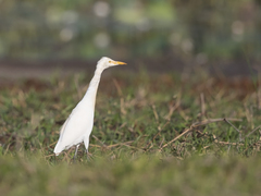 Bubulcus ibis coromandus