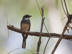 Rhipidura rufiventris