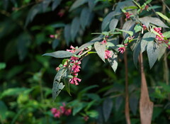 Cestrum elegans