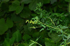 Melilotus officinalis