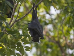 Pteropus alecto