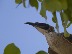 Philemon argenticeps