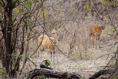 Tragelaphus sylvaticus