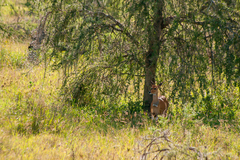 Tragelaphus sylvaticus sylvaticus