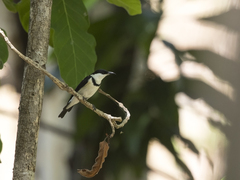 Cissomela pectoralis