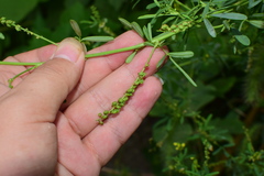 Melilotus officinalis