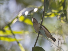 Conopophila rufogularis