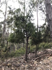 Exocarpos cupressiformis