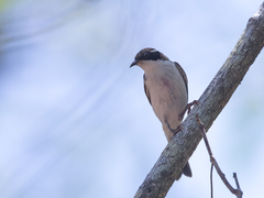 Melithreptus albogularis