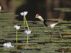 Irediparra gallinacea