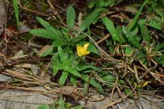 Oenothera drummondii