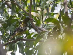 Oriolus flavocinctus