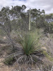 Xanthorrhoea caespitosa