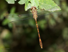 Aphylla angustifolia