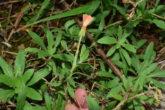 Oenothera drummondii