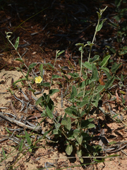 Sida fibulifera