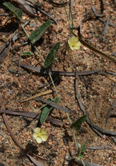 Sida fibulifera