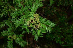 Zanthoxylum schinifolium