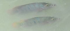 Mayaheros urophthalmus