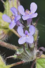 Mesosphaerum suaveolens