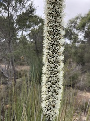 Xanthorrhoea caespitosa