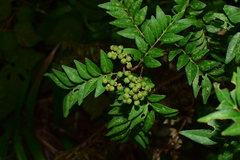 Zanthoxylum schinifolium