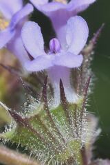 Mesosphaerum suaveolens