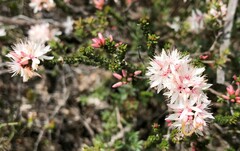 Calytrix alpestris