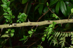Zanthoxylum schinifolium