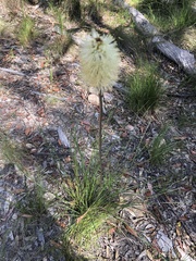 Xanthorrhoea macronema