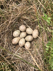 Porphyrio melanotus