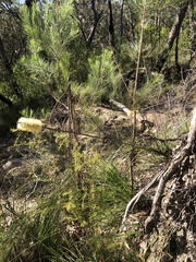 Xanthorrhoea macronema