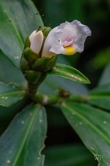 Costus arabicus