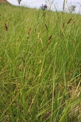 Carex sartwellii