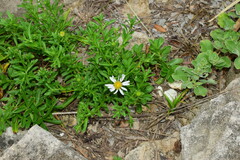 Aster arenarius