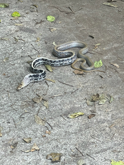 Coelognathus radiatus