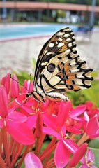 Papilio demoleus malayanus