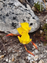 Disa tenuifolia