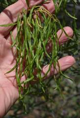 Acacia leptostachya