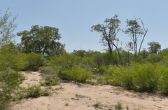 Acacia leptostachya