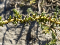 Suaeda taxifolia