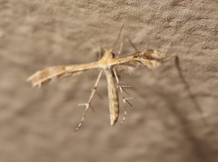 Trichoptilus ceramodes