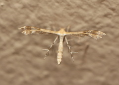 Trichoptilus ceramodes