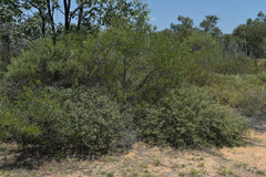 Acacia leptostachya