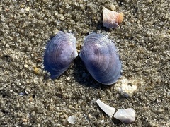 Heterodonax pacificus