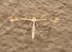 Trichoptilus ceramodes