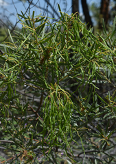 Acacia leptostachya