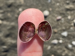 Heterodonax pacificus