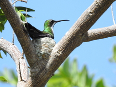 Anthracothorax nigricollis