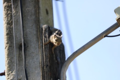 Tamiops mcclellandii